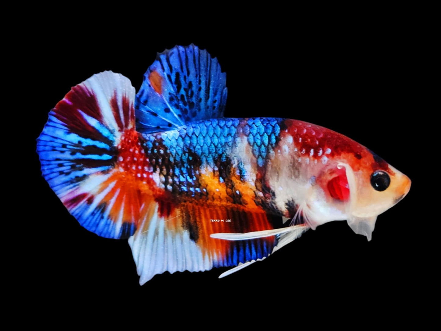 1x Live Multi Color Blue Copper Metal Male Betta (WYSIWYG) G601