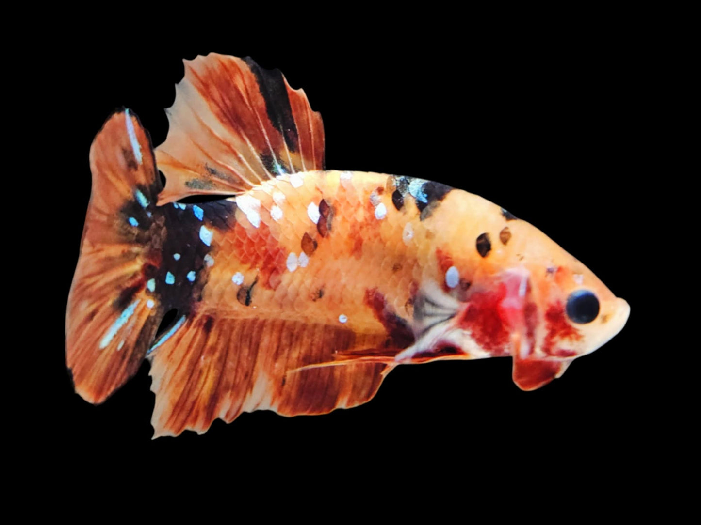 1x Live Orange Candy Multi Color HMPK Male Betta (WYSIWYG) C202