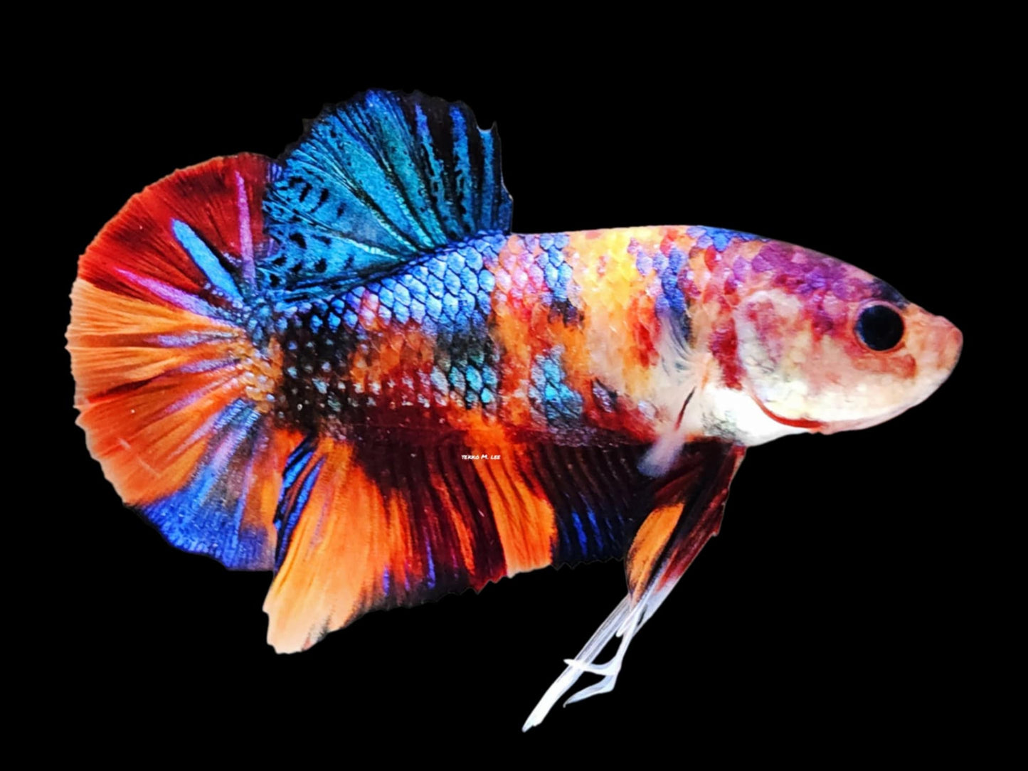 1x Live Copper Male HMPK Betta (WYSIWYG) A406