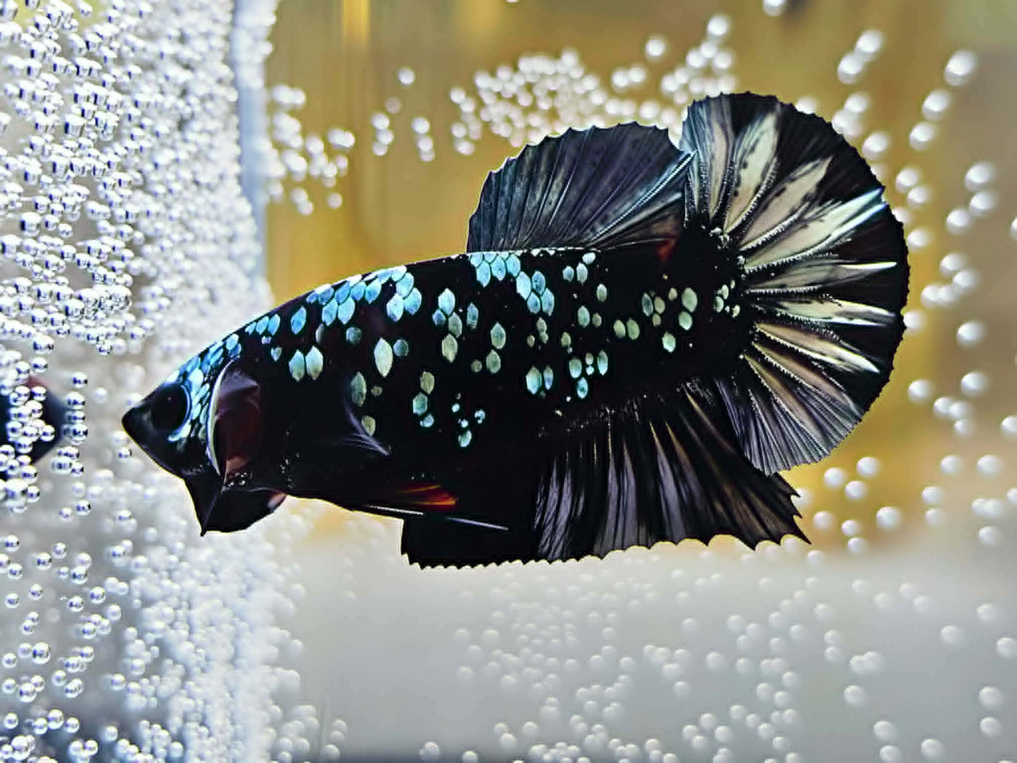 1x Live Silver Avatar Male Betta HMPK - (WYSIWYG) M307