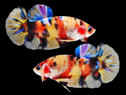 1x Live koy/Candy Yellow Base HMPK Male Betta (WYSIWYG) E306