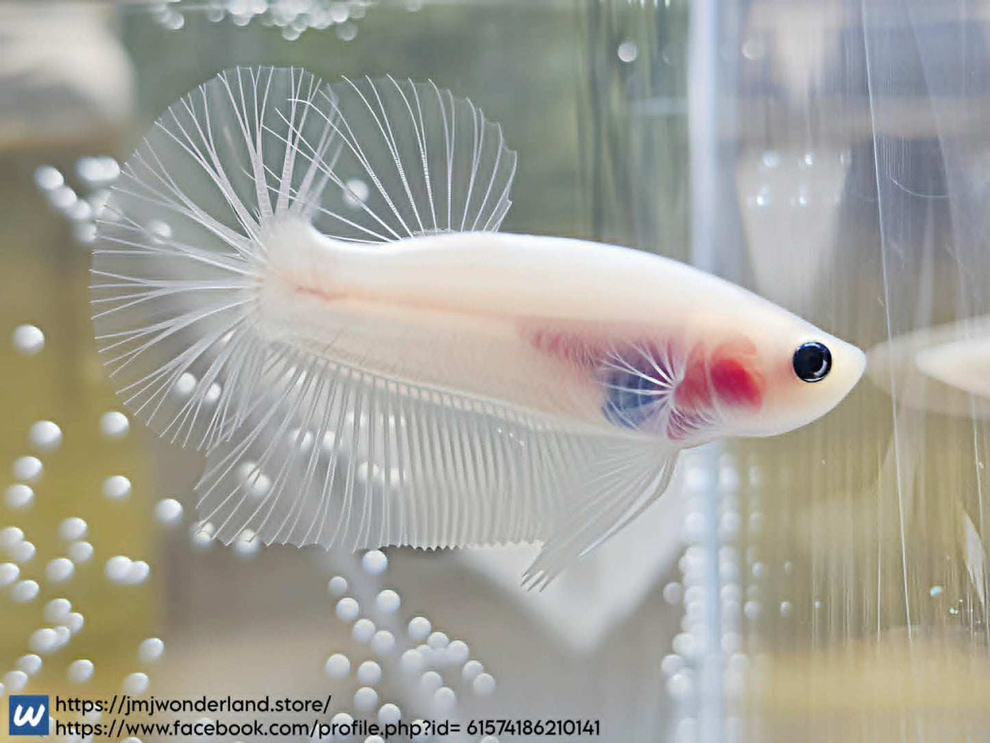 1x Live Clear Cellophane HMPK Male Betta (WYSIWYG) F501