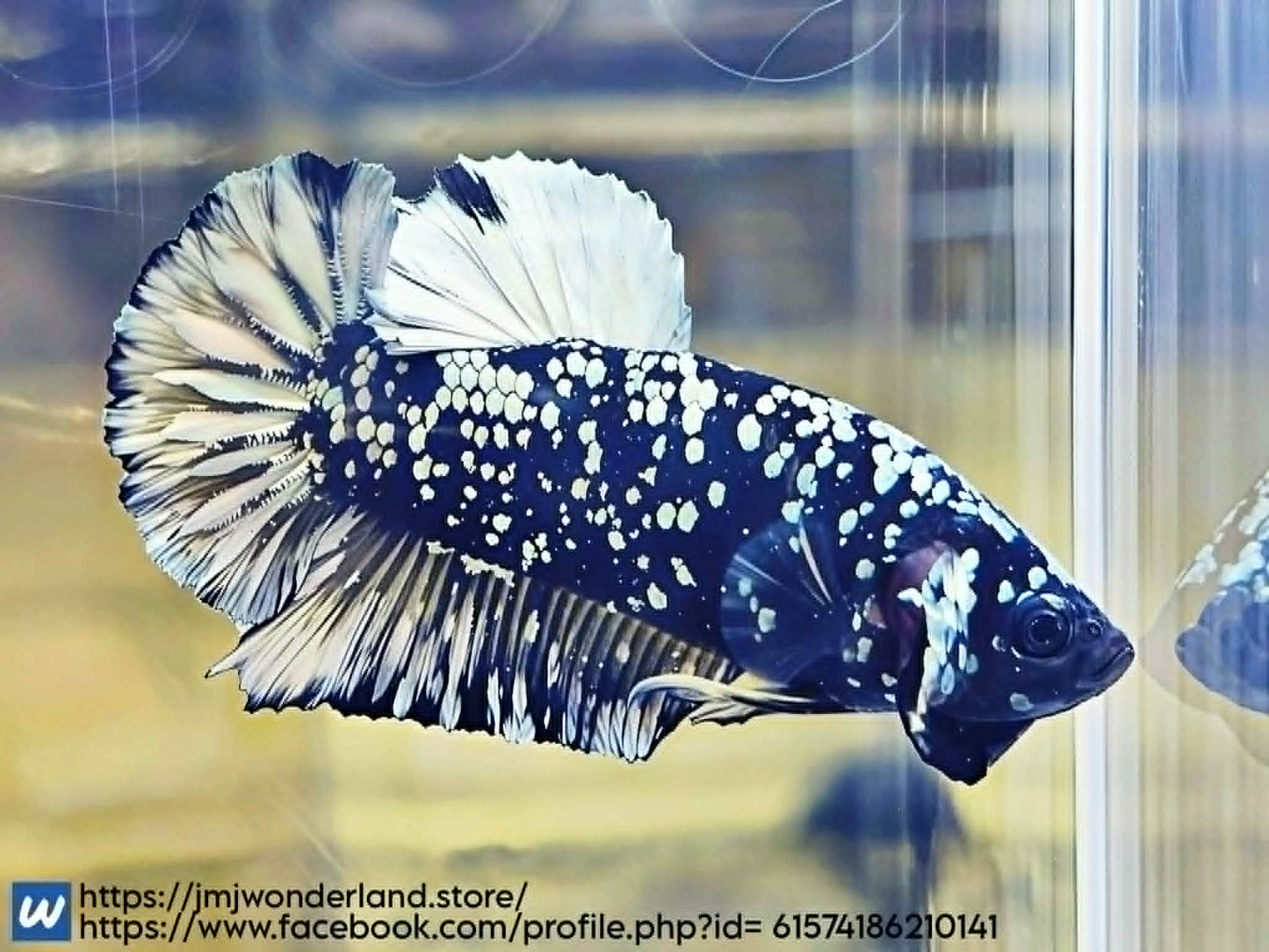 1x Live Yellow/Silver Avatar Male Betta - FAST SHIPPING! (WYSIWYG) H306