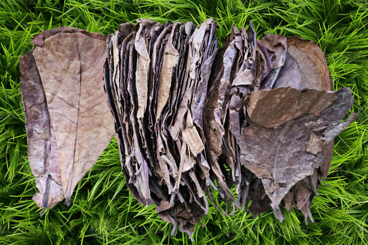 10 Giant Organic Indian Almond Leaves -