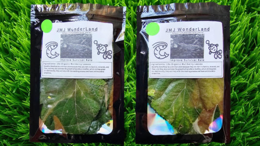 15x Organic Dried Mulberry Leaves - Backyard Grow 4-6" length - SHRIMP FOOD
