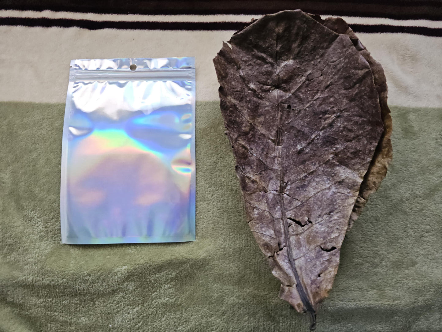 10 Giant Organic Indian Almond Leaves -