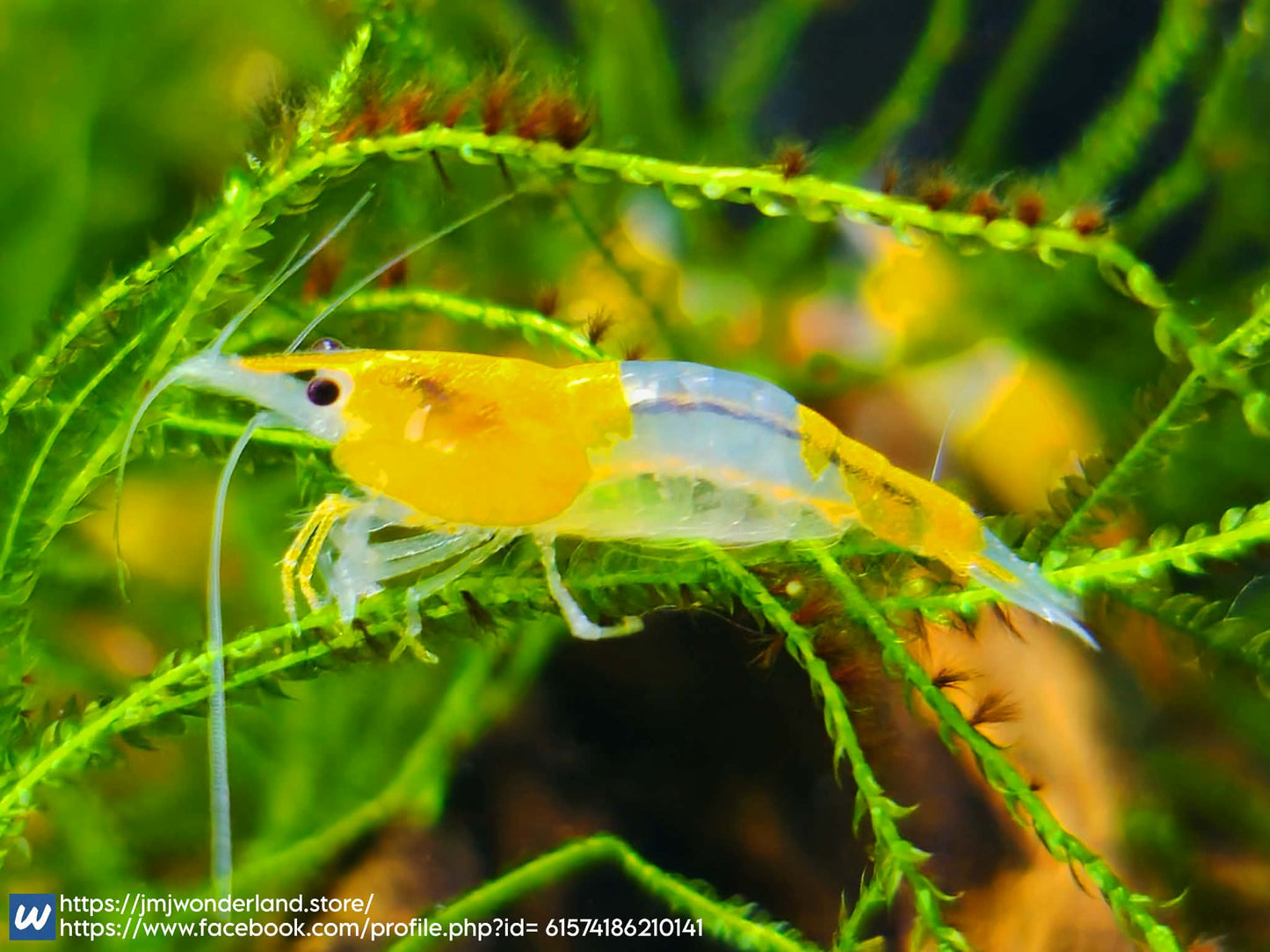 10+1 Live Yellow/Orange Rili Neocaridina - FAST SHIPPING