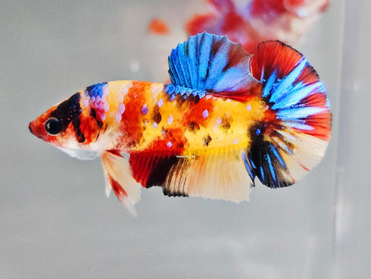 1x Live Yellow Base Candy HMPK Male Betta (WYSIWYG) E302