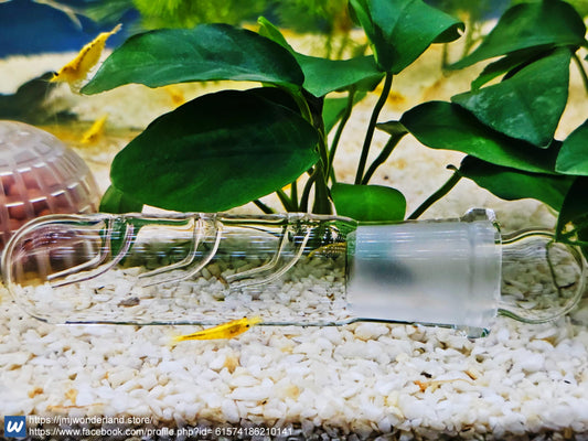 1 piece of 3 holes of Clear Glass Planaria and Leeches Trap - FAST SHIPPING!