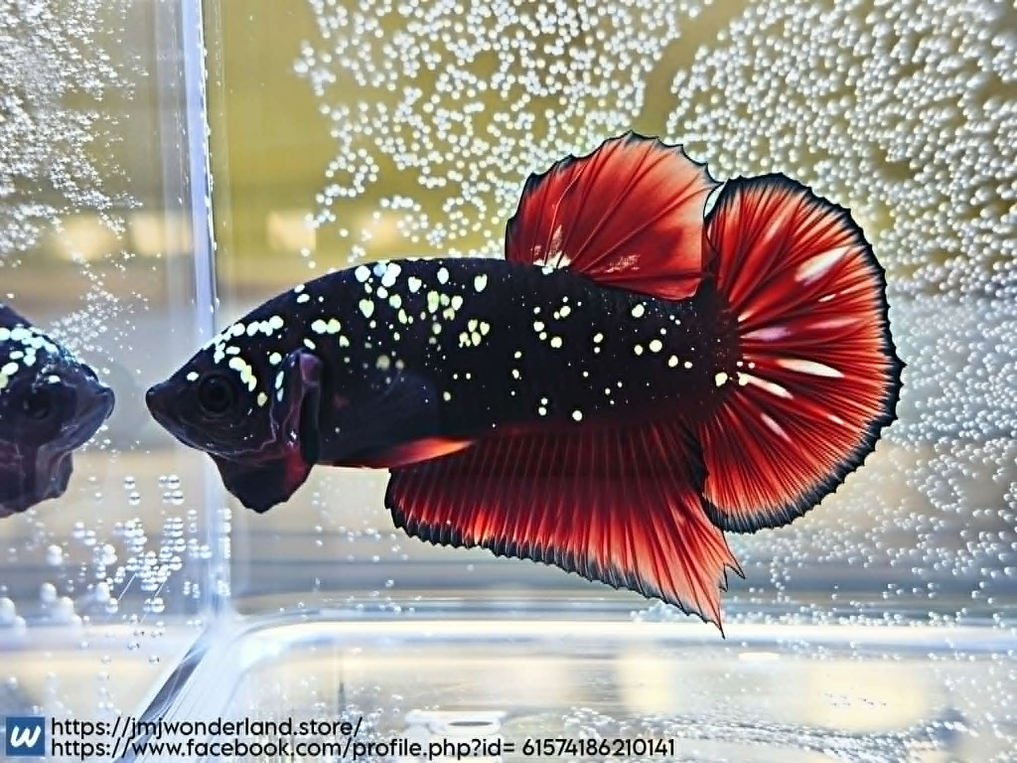 1x Live Avatar Red/Silver HMPK Male Betta (WYSIWYG) H303