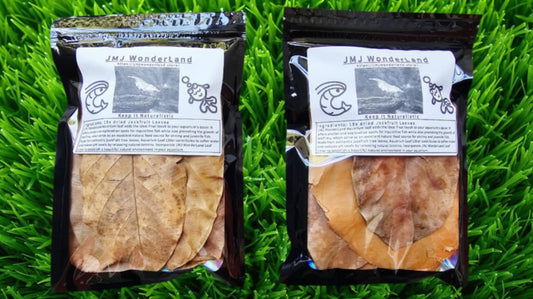 15x Dried Jackfruit Leaves 4"-5" inches - FAST SHIPPING
