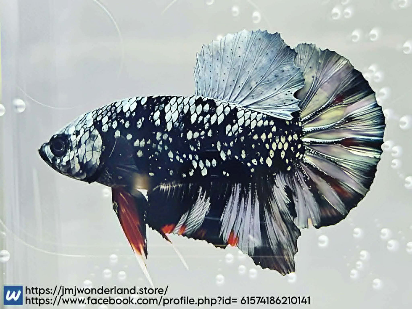 1x Live Avatar Male HMPK Male Betta (WYSIWYG) FAST SHIPPING! F502
