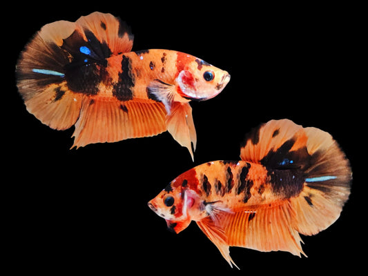 1x Live Devil Pumpkin Candy HMPK Male Betta (WYSIWYG) M301