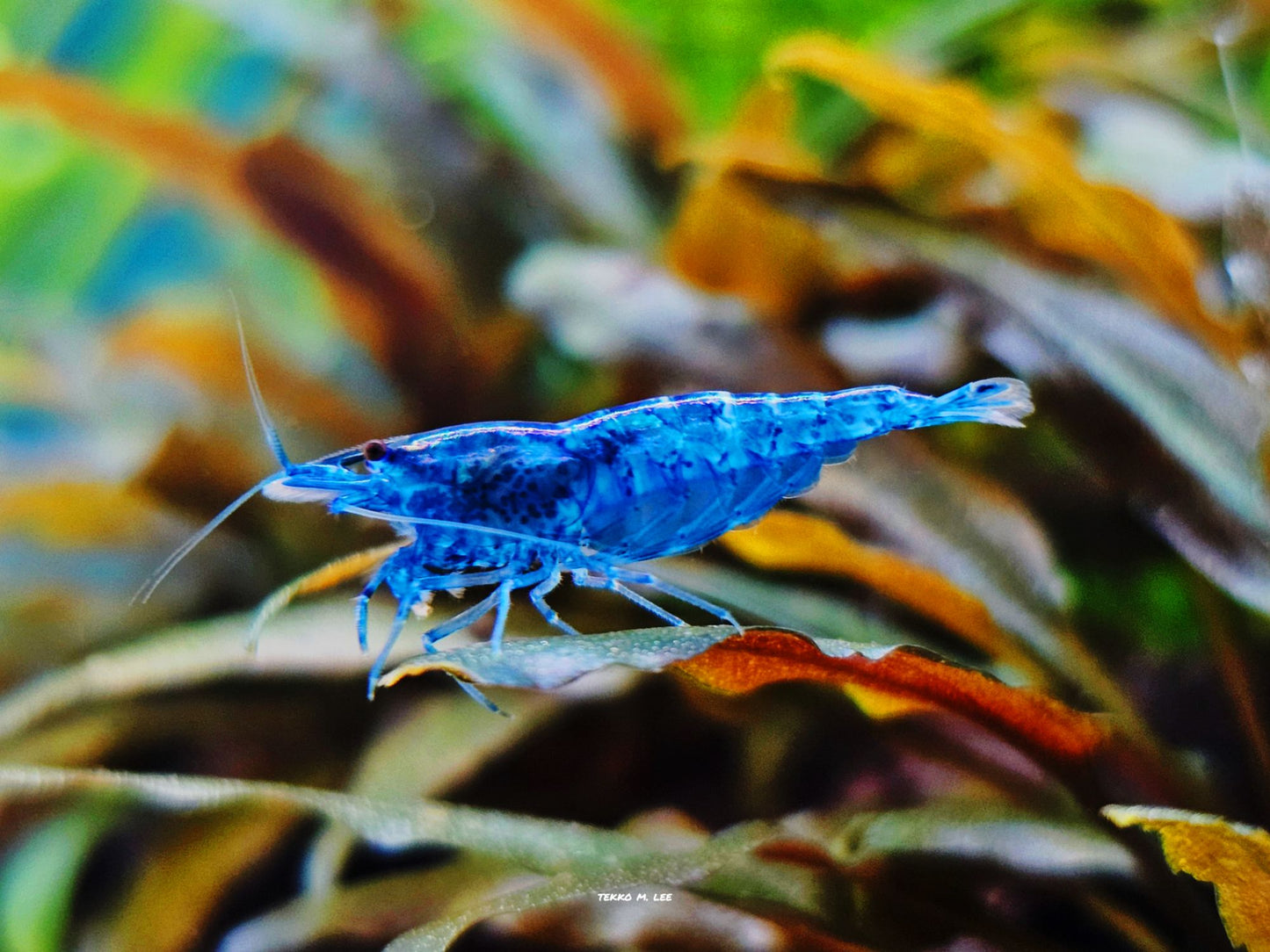 10+1 Blue Dream Neocaridna Shrimp Medium-High Grade FAST SHIPPING!