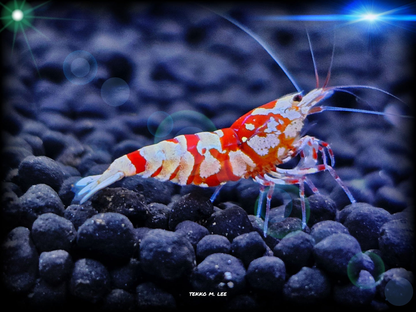 5+1 Red Fancy Tiger Caridina Shrimp