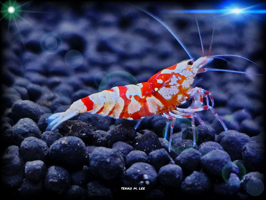 5+1 Red Fancy Tiger Caridina Shrimp