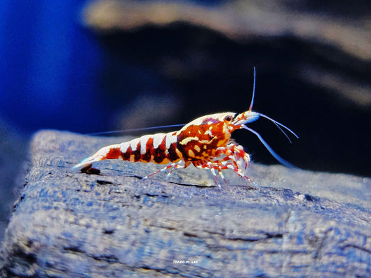 5+1 Red Galaxy Fishbone Pinto Caridina Shrimp