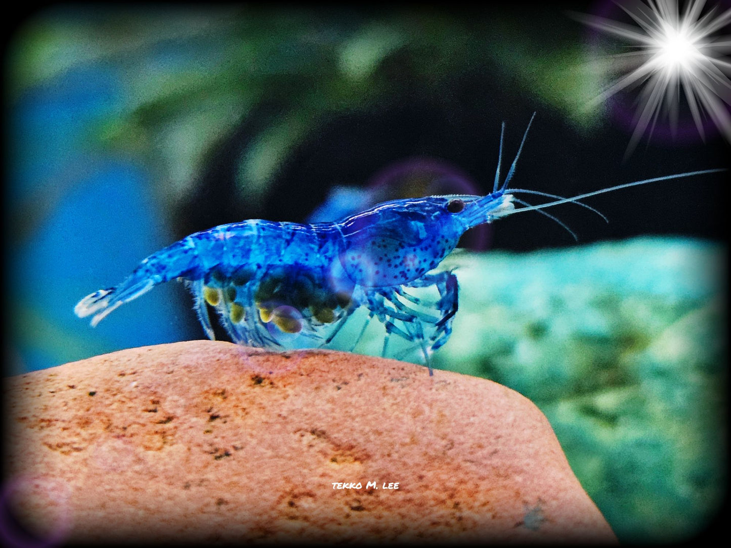 10+1 Blue Dream Neocaridna Shrimp Medium-High Grade FAST SHIPPING!