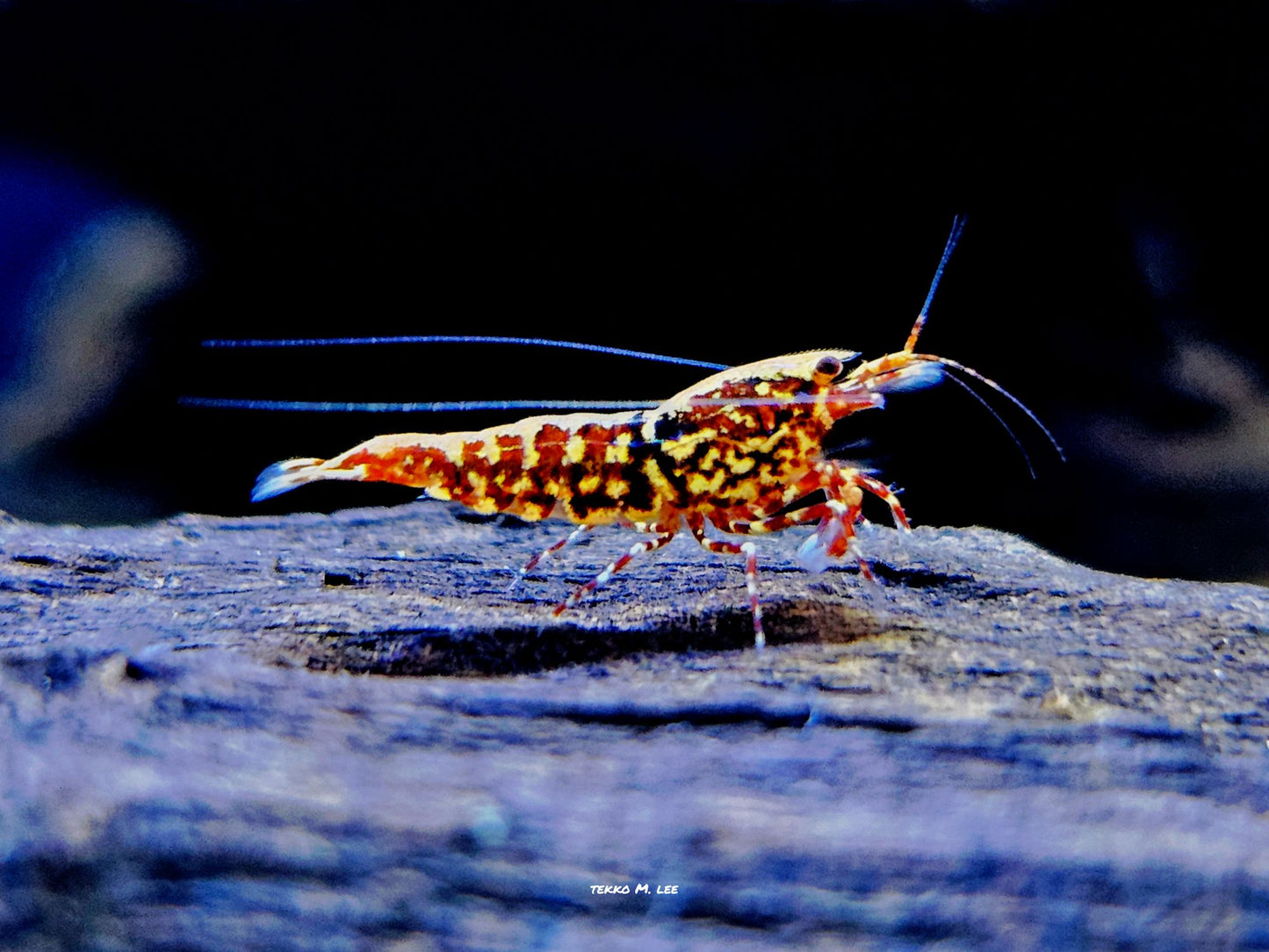 5+1 Red Galaxy Fishbone Pinto Caridina Shrimp