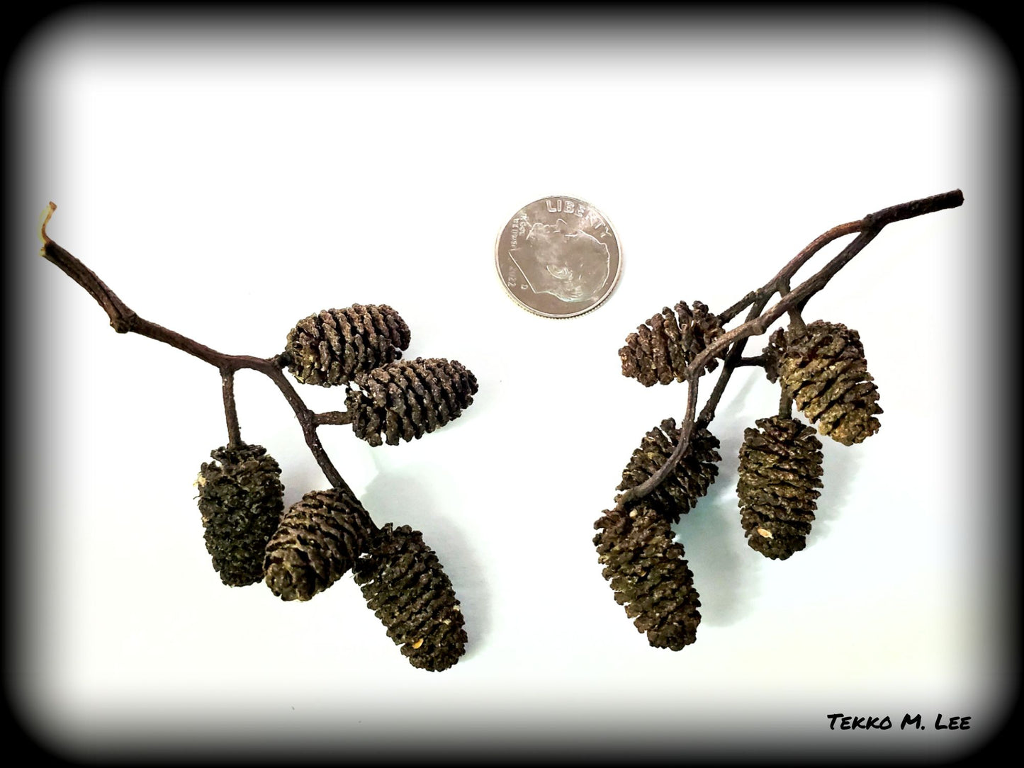 60+ Organic Alder Cones Great for Aquarium Fish - TANNIN WATER - Antibacterial - Antifungal