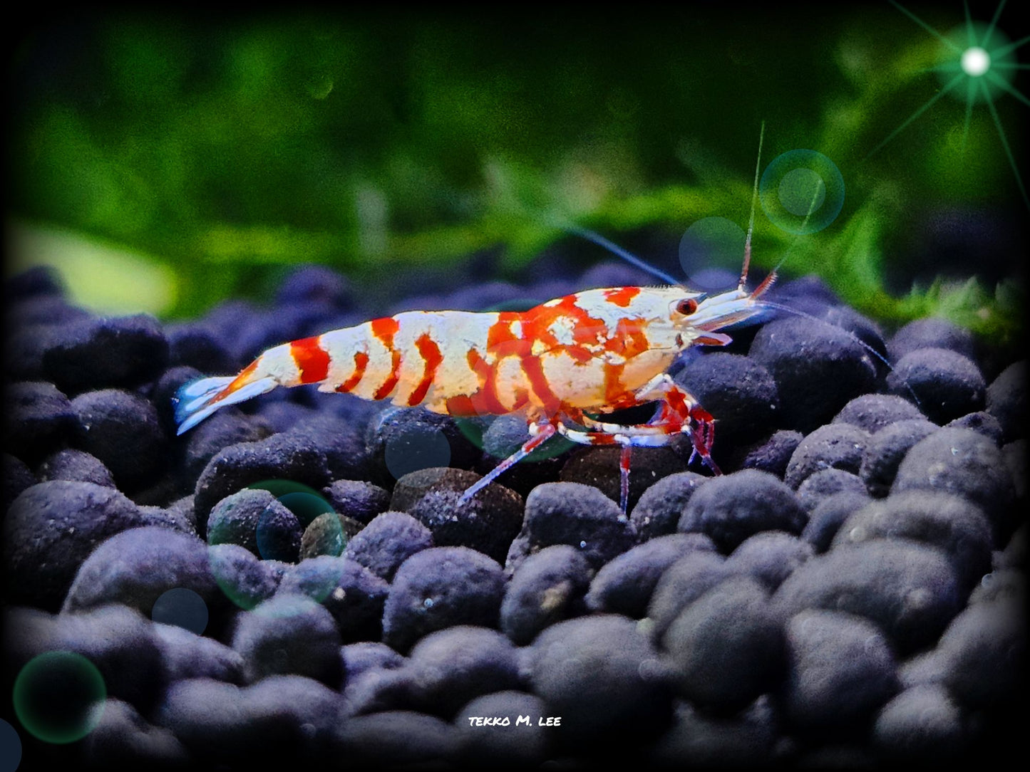 5+1 Red Fancy Tiger Caridina Shrimp