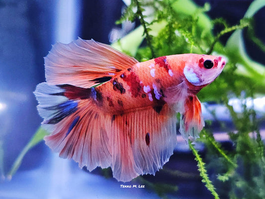 1x Live Candy/Koi Halfmoon Male Betta HM (WYSIWYG) W444