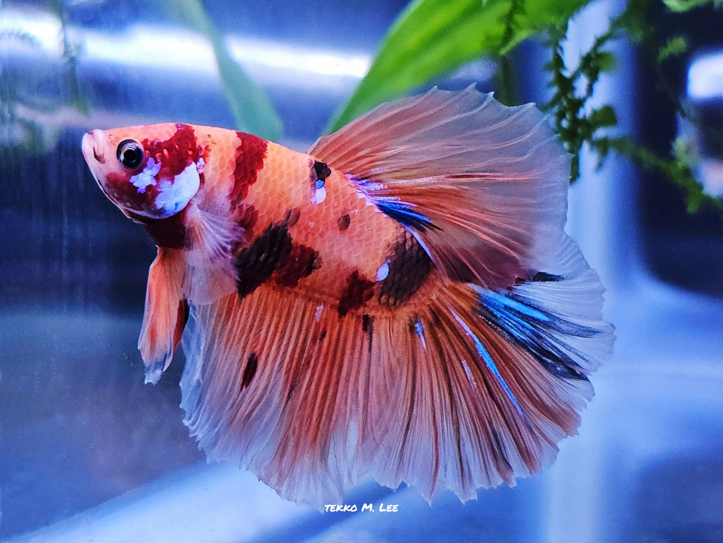 1x Live Candy/Koi Halfmoon Male Betta HM (WYSIWYG) W444