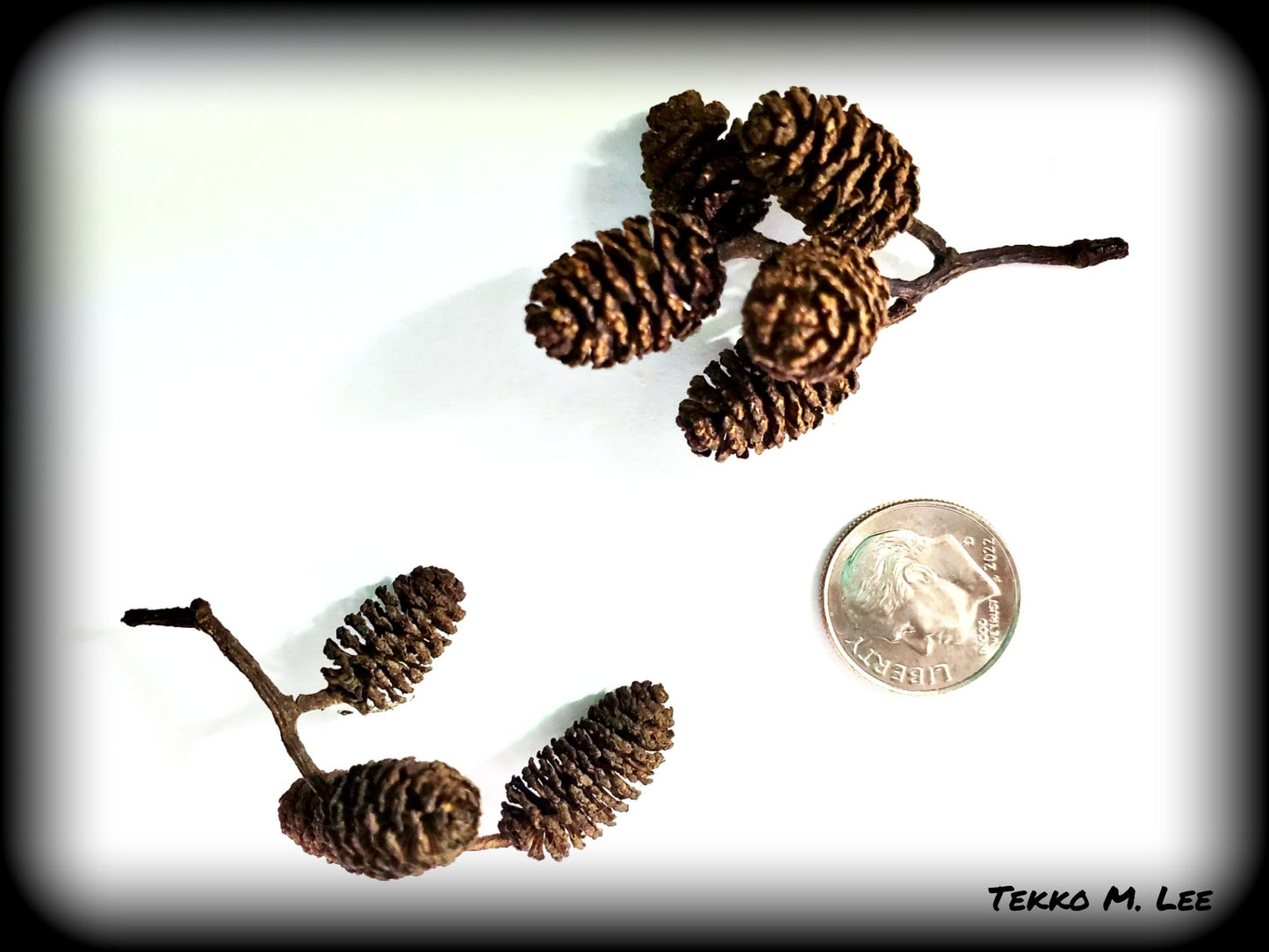 60+ Organic Alder Cones Great for Aquarium Fish - TANNIN WATER - Antibacterial - Antifungal