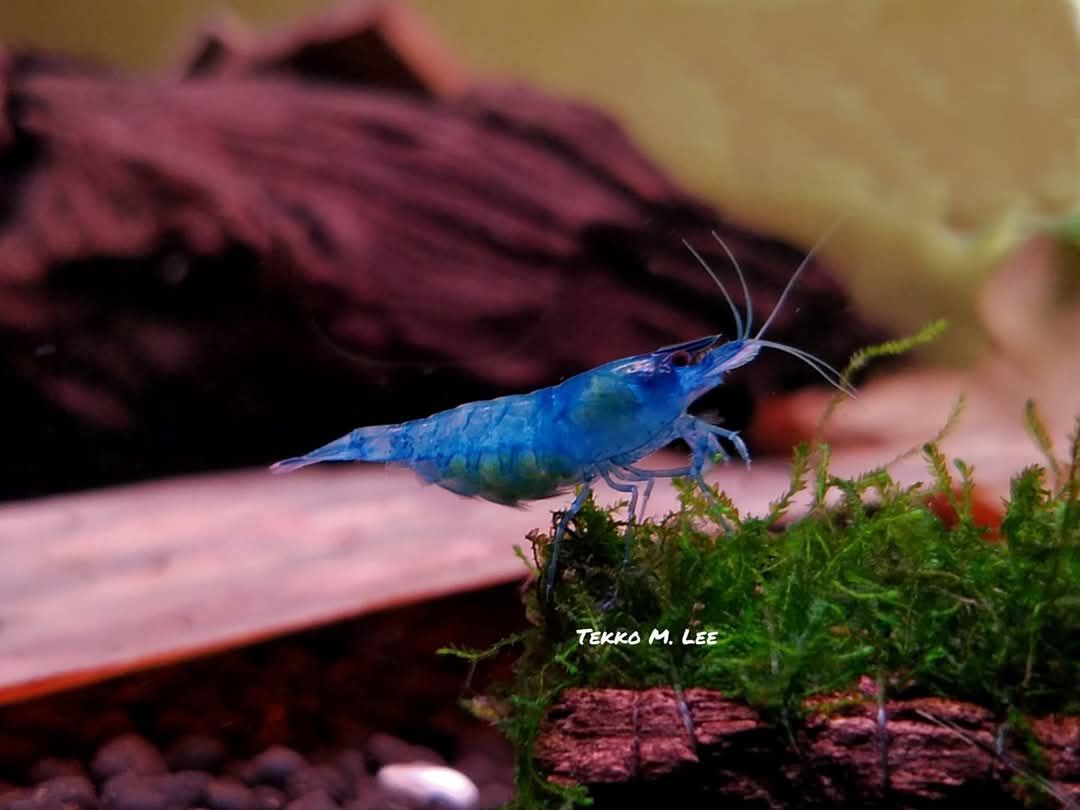 10+1 Blue Dream Neocaridna Shrimp Medium-High Grade FAST SHIPPING!