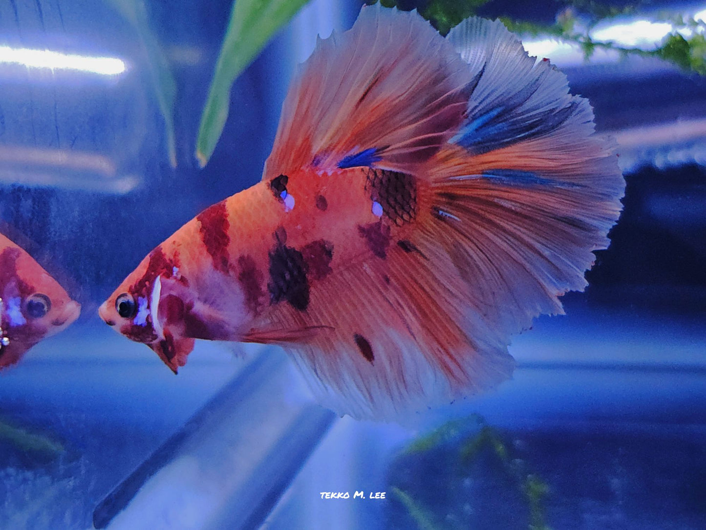 1x Live Candy/Koi Halfmoon Male Betta HM (WYSIWYG) W444
