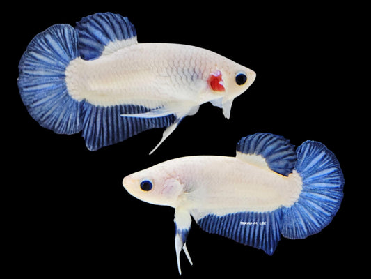 1x Live Blue Rim Male Betta HMPK (WYSIWYG)