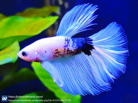 1x Live High End White/Blue Halfmoon Male Betta HM (WYSIWYG)