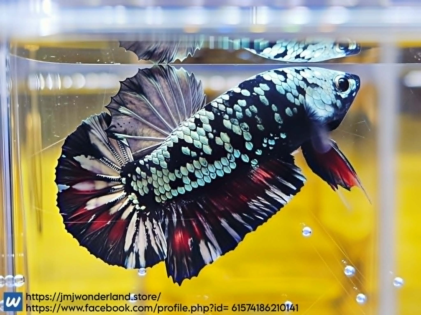 1x Live Silver/Red Avatar Male Betta HMPK - FAST SHIPPING! (WYSIWYG) E309