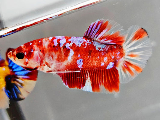 1x Live Cellophane Red Barongsai HMPK Male Betta (WYSIWYG) E305