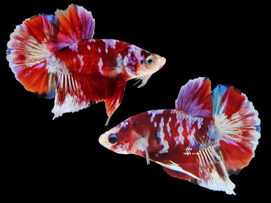 1x Live Barongsai HMPK Male Betta (WYSIWYG) H309