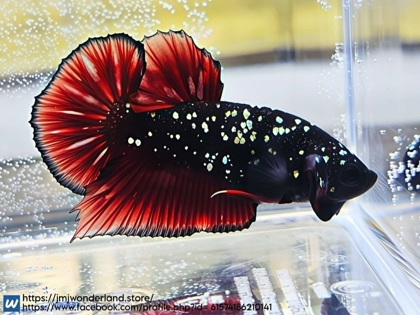 1x Live Avatar Red/Silver HMPK Male Betta (WYSIWYG) H303