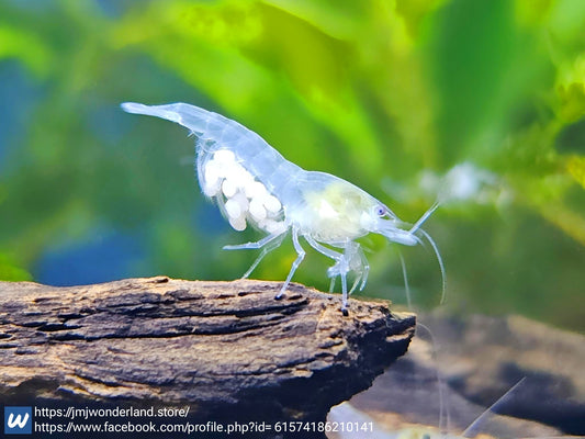 10+1 Live White Snowball Neocaridina - High Grade - FAST SHIPPING