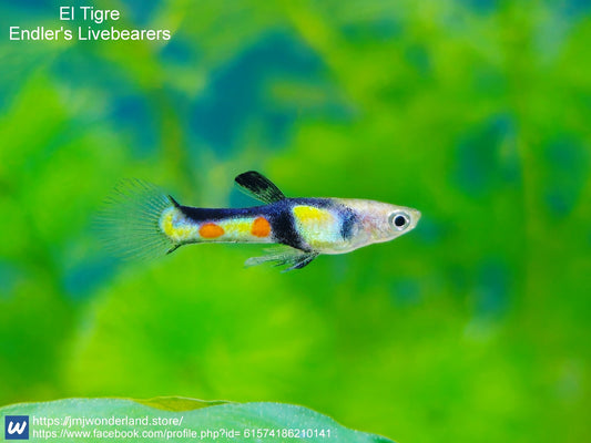 1 Trio of El Tigre Endlers Livebearer (1 Male and 2 Females) LIVE ARRIVAL