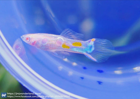 1x Live Pair of Albino Staeck Endlers SUPER RARE - FAST SHIPPING