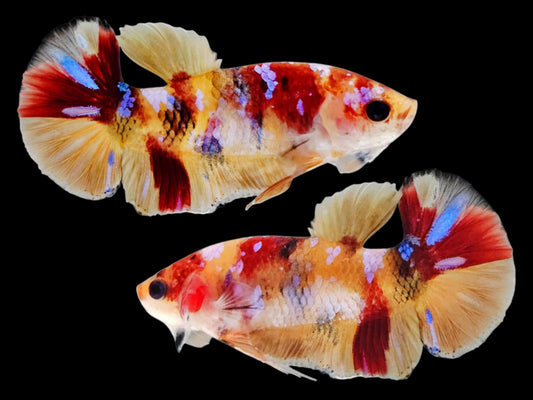 1x Live Yellow Base Candy HMPK Male Betta (WYSIWYG) A403