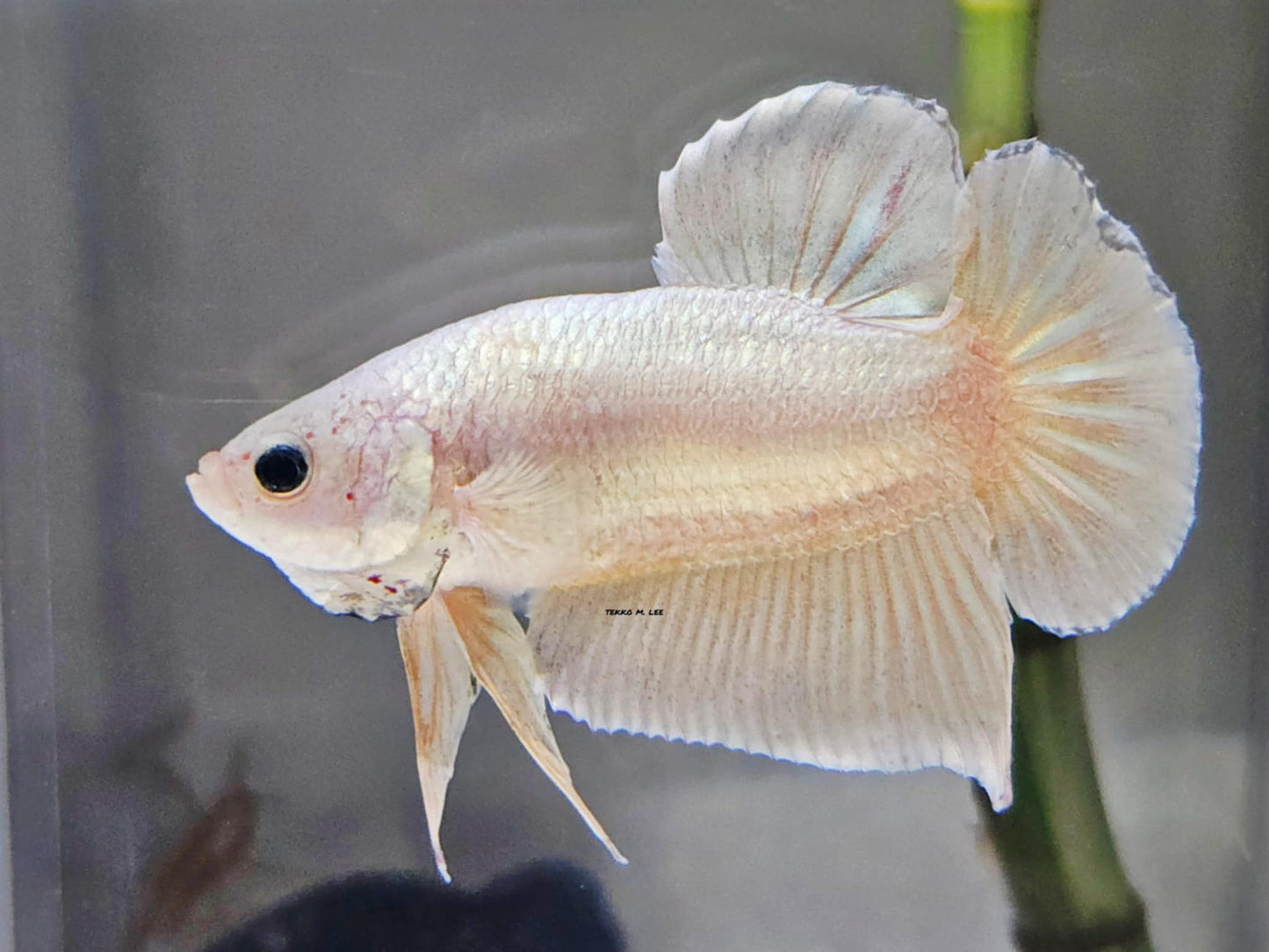 1x Live Super Gold HMPK Male Betta (WYSIWYG) E301