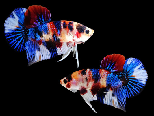 1x Live Blue/Red Multi Color HMPK Male Betta (WYSIWYG) E308