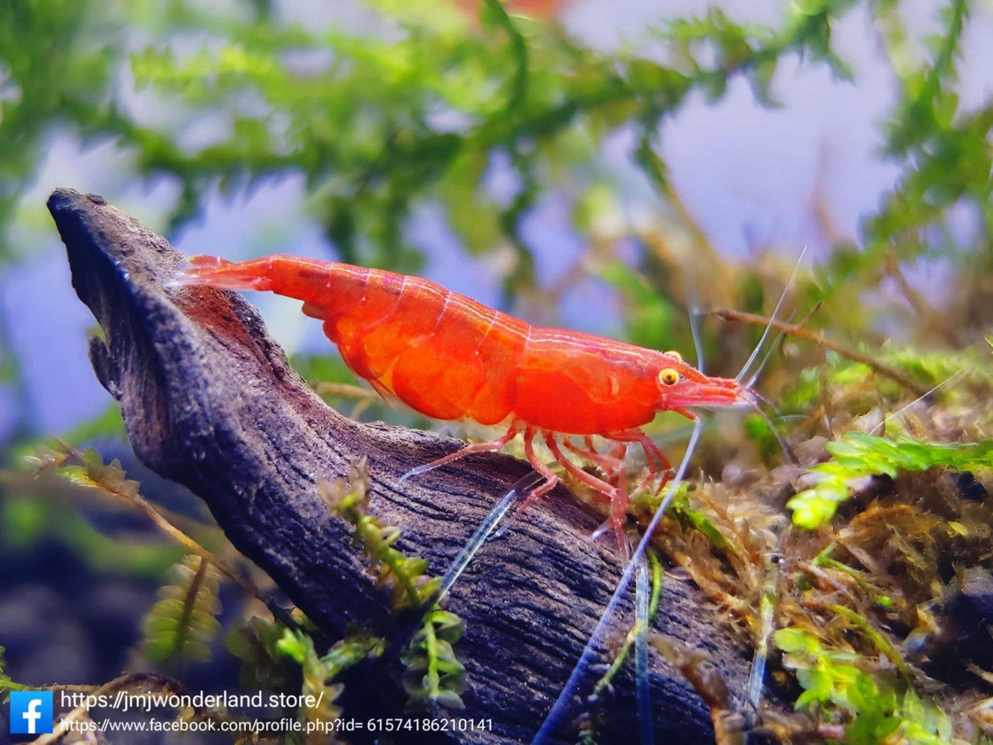 5+1 Red Demon OE Fire Red Neocaridina Shrimp Medium-High Grade FAST SHIPPING!