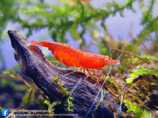 5+1 Red Demon OE Fire Red Neocaridina Shrimp Medium-High Grade FAST SHIPPING!