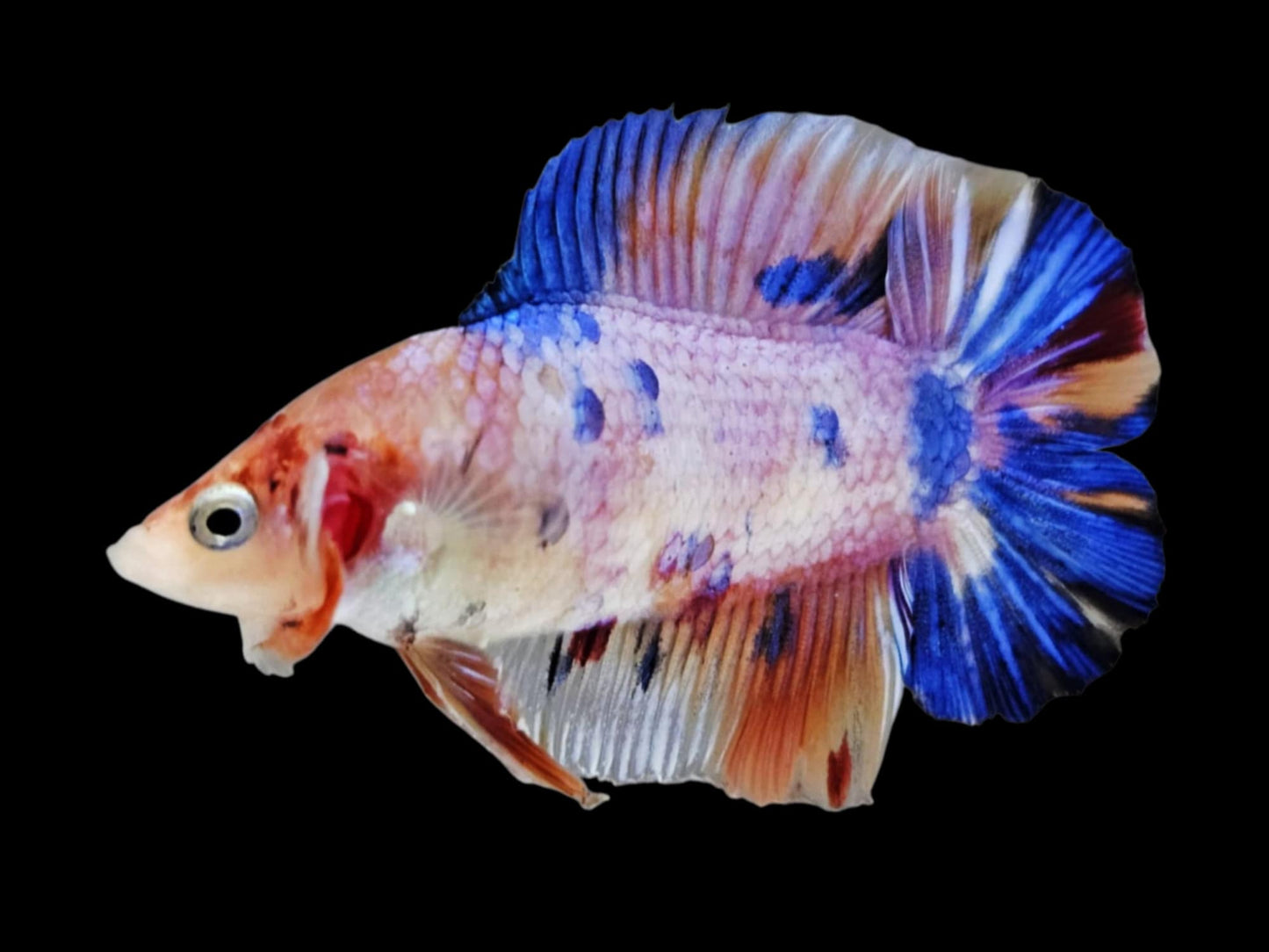 1x Live Multi Color Double Tail Male Betta (WYSIWYG) E303