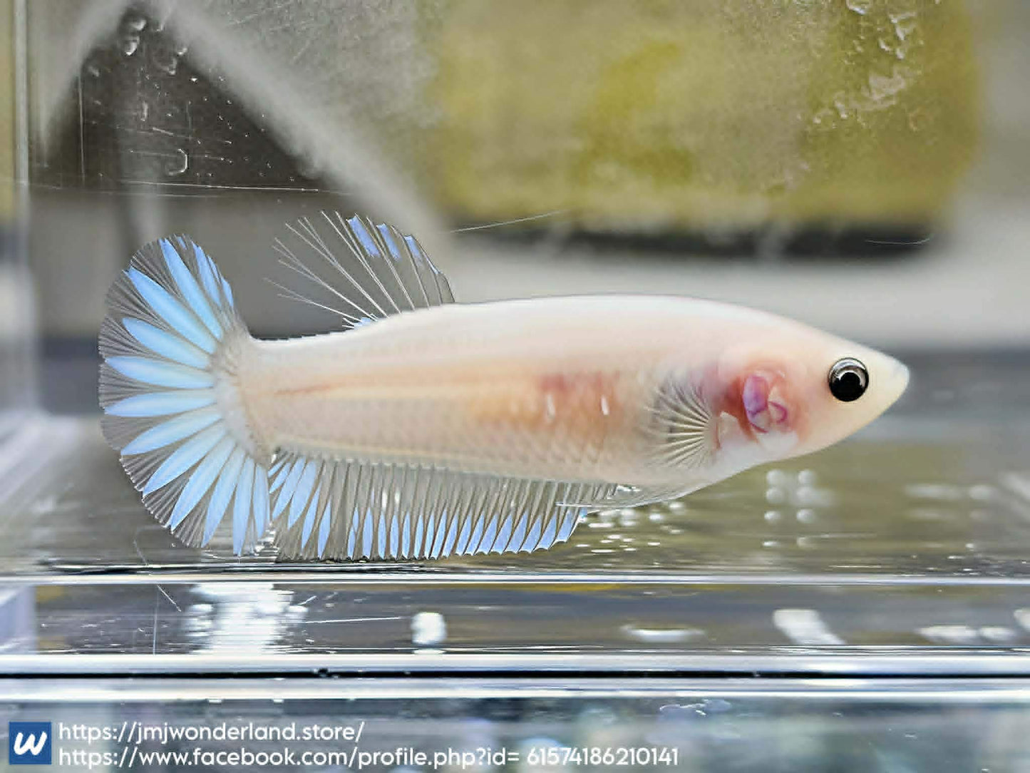 1x Live Cellophane/white Female Betta - FAST SHIPPING! (WYSIWYG) H304