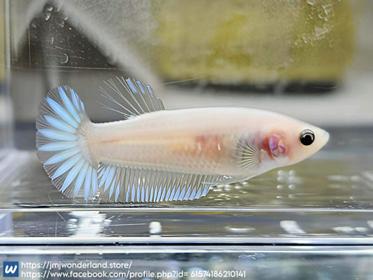 1x Live Cellophane/white Female Betta - FAST SHIPPING! (WYSIWYG) H304