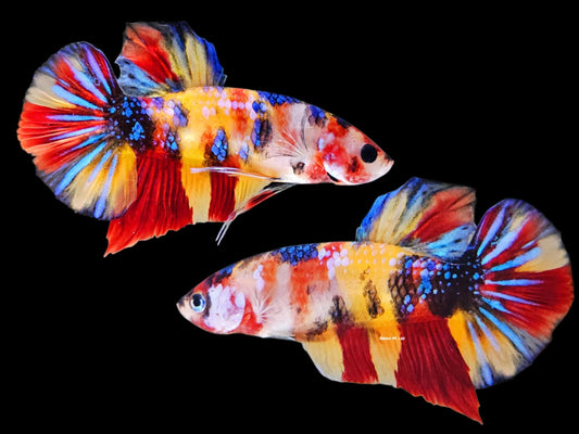 1x Live Multi Color Yellow/Red Male HMPK Betta (WYSIWYG) A404
