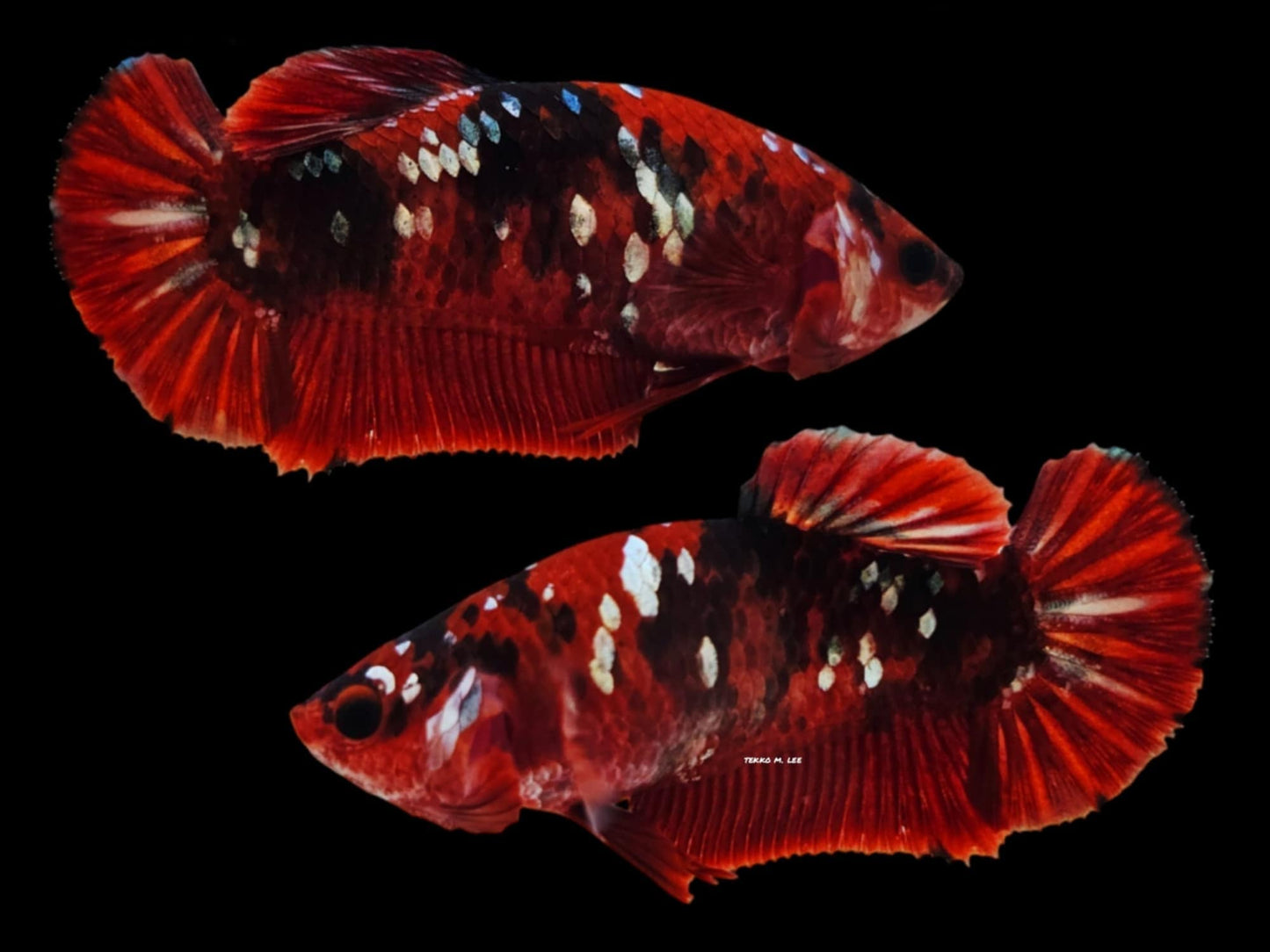 1x Live Red Devil Female HMPK Betta (WYSIWYG)