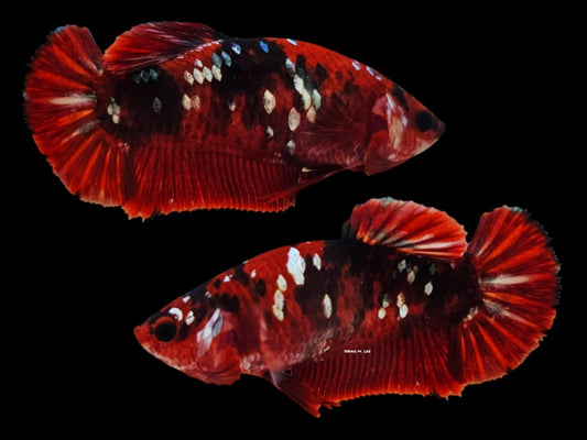 1x Live Red Devil Female HMPK Betta (WYSIWYG)
